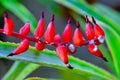 Mealybug - parasitic sucking insects on a red flower of a tropical plant