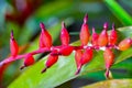 Mealybug - parasitic sucking insects on a red flower of a tropical plant