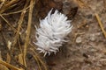 Mealybug pest macro Pseudococcidae on ground of garden Royalty Free Stock Photo