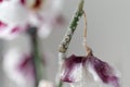 The mealybug that struck the phalaenopsis orchid. Dry dead purple flower. Insects