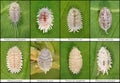 Mealybugs, Scale Insects Royalty Free Stock Photo