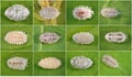 Mealybugs, Scale Insects Royalty Free Stock Photo