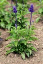 Mealycup sage or Salvia farinacea herbaceous perennial plants with violet blue spikes filled with flowers surrounded with green Royalty Free Stock Photo