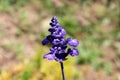 Mealycup sage or Salvia farinacea herbaceous perennial plant with blue to violet with white parts flowers on single stem