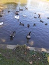 Mean cute period ducks water Royalty Free Stock Photo