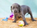 Mean look on the beach Royalty Free Stock Photo