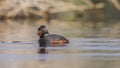 Mean Looking Black-necked Grebe Royalty Free Stock Photo