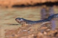 Mean looking indigo snake in Texas