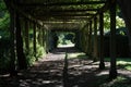 Meander through this tranquil walkway, flanked by lush trees and verdant grass, inviting you to connect with nature, A dappled Royalty Free Stock Photo