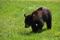 Meandering Black Bear Cub in the Summer