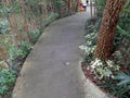 A shady walk way in a tropical garden