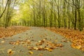 Meandering road in an autumn forest Royalty Free Stock Photo