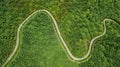 Meandering road in lush palm oil plantation