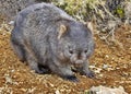 Meandering Wombat near Cradle Mountain National Park