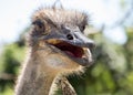 Meaningful looking ostrich close up Royalty Free Stock Photo