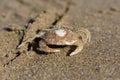 Meany the crab Royalty Free Stock Photo