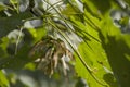 Meaple leaves and seed on the tree