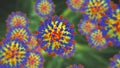 Measles viruses, illustration