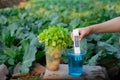 Measure liquid fertilizer in a cup with digital EC TDS meter at Lettuce plants background Royalty Free Stock Photo