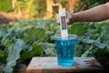 Measure liquid fertilizer in a cup with digital EC TDS meter at Lettuce plants background Royalty Free Stock Photo