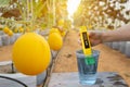 Measure water in a cup with a digital PH meter neutral display at melons in the greenhouse farm