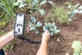 Measurement the natural radioactivity concentration levels in vegetables