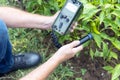 Measurement the radioactivity concentration levels in vegetables and soil