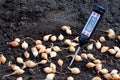 Measurement of soil temperature with electronic thermometer for planting onion seeds in open ground. Small onion heads lying on