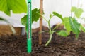 Measurement of soil temperature in a garden bed with cucumber seedlings. Climate control for growing vegetables