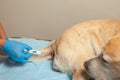 Measurement of temperature in the Dog by rectal thermometer. Vet clinic