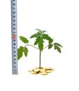 Measuring business growth Royalty Free Stock Photo