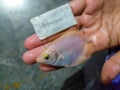 Measuring Giant gourami fish size with razor blade. Selective focus.