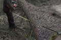 measuring the log after tree felling Royalty Free Stock Photo