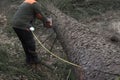 measuring the log after tree felling Royalty Free Stock Photo