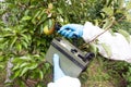 Measuring radiation levels of the fruit Royalty Free Stock Photo