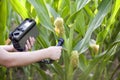 Measuring radiation levels of maize Royalty Free Stock Photo