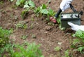 Measuring radiation levels of radishes Royalty Free Stock Photo