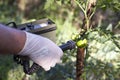 Measuring radiation levels of tomato Royalty Free Stock Photo