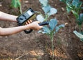 Measuring radiation levels of wild cabbage Royalty Free Stock Photo