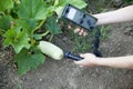 Measuring radiation levels of zucchini Royalty Free Stock Photo