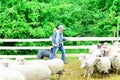 Measuring the Romanian sheep