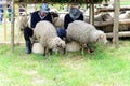 Measuring the Romanian sheep