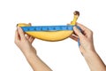 Measuring the size of a banana as a symbol of the male penis isolated on white background. Big dick length. Strong erection and