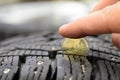 Measuring tire tread depth with coin