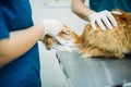 Measuring the temperature of cat, vet clinic Royalty Free Stock Photo