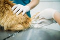 Measuring the temperature of cat, vet clinic Royalty Free Stock Photo