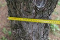 Measuring trees, a tree measured with a ruler Royalty Free Stock Photo