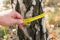 Measuring trees, a tree measured with a ruler Royalty Free Stock Photo