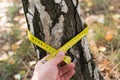 Measuring trees, a tree measured with a ruler Royalty Free Stock Photo