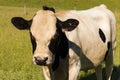 Meat black and white Cow over green glass Royalty Free Stock Photo